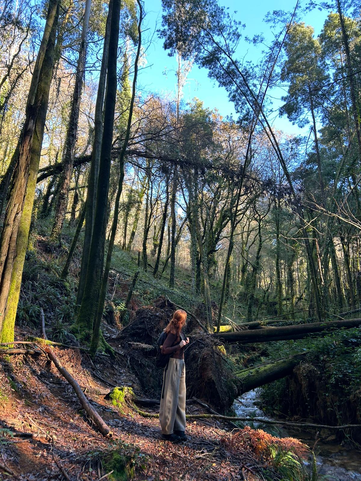 Persona caminando en un bosque denso